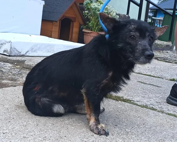 Znaleziono psa, Pieckowo, 28 sierpnia 2025 (1/2)