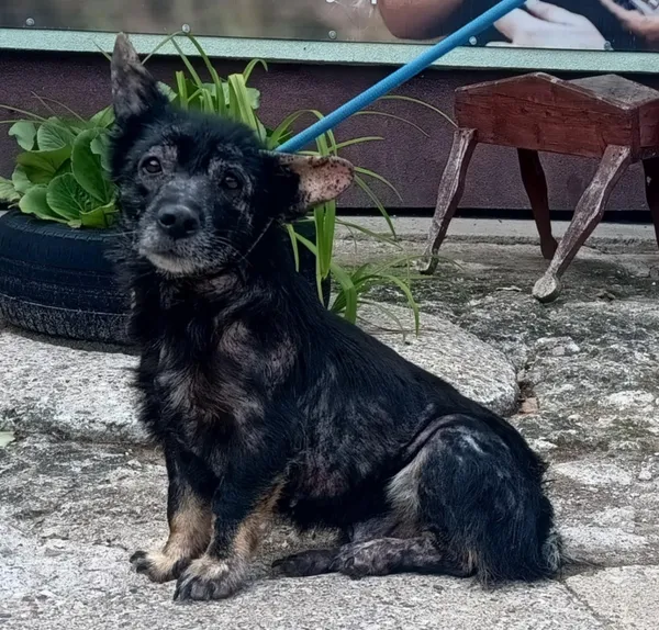 Znaleziono psa, Pieckowo, 28 sierpnia 2025 (2/2)