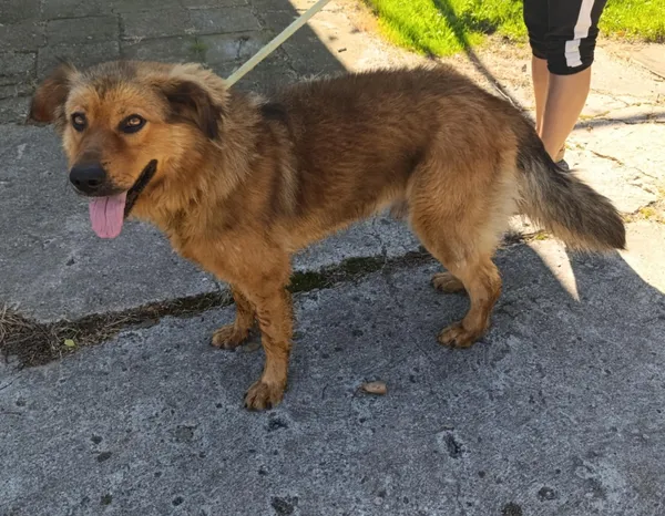 Znaleziono psa, Pieckowo, 28 sierpnia 2025 (1/2)