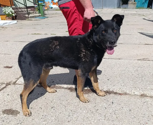 Znaleziono psa, Pieckowo, 28 sierpnia 2025 (1/2)