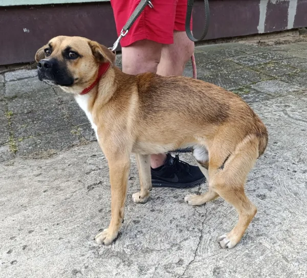 Znaleziono psa, Pieckowo, 28 sierpnia 2025 (1/2)