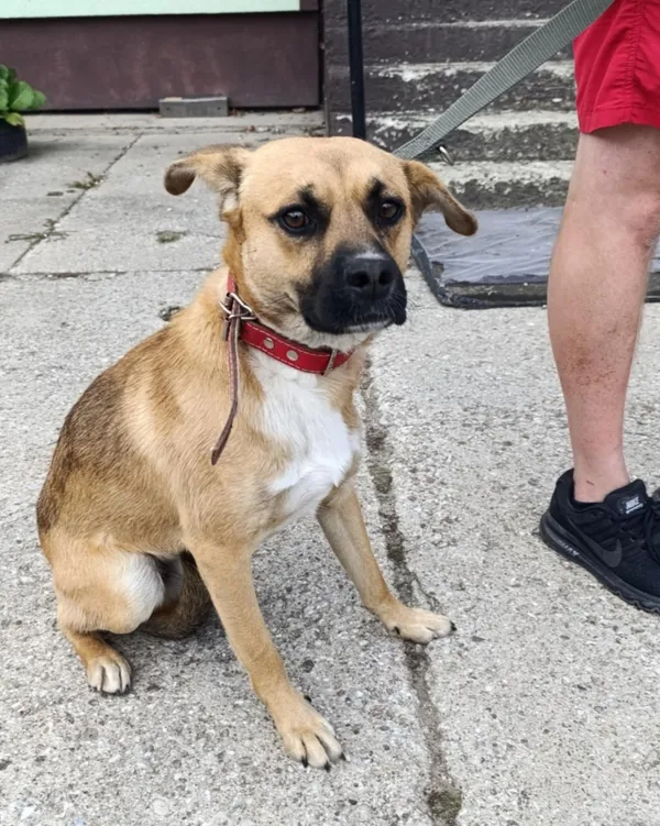 Znaleziono psa, Pieckowo, 28 sierpnia 2025 (2/2)