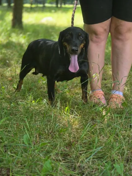 Pies do adopcji, Radom, 30 czerwca 2025