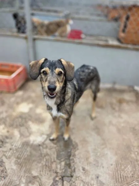 Pies do adopcji, Radom, 29 czerwca 2025