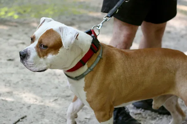 Znaleziono psa, Wałbrzych, 23 sierpnia 2025 (1/2)