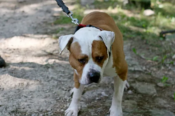 Znaleziono psa, Wałbrzych, 23 sierpnia 2025 (2/2)