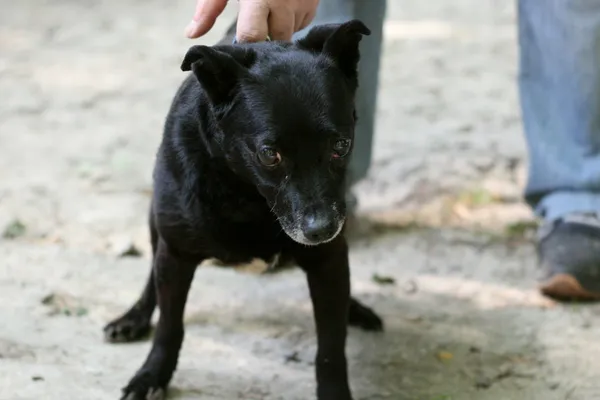 Znaleziono psa, Wałbrzych, 23 sierpnia 2025