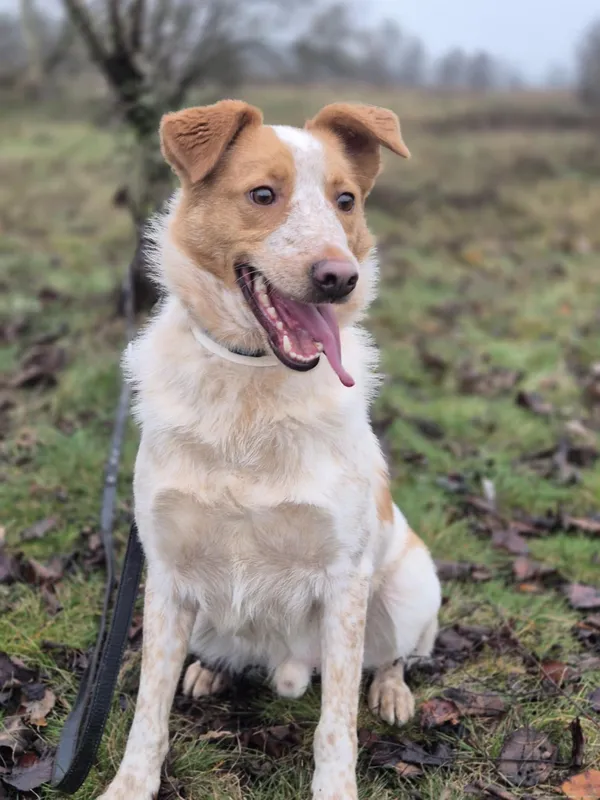 Oddam psa, Skierniewice, 3 września 2025 (1/5)