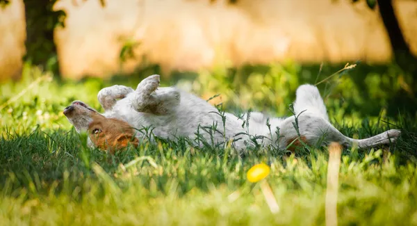 Oddam psa, Skierniewice, 3 września 2025 (3/5)