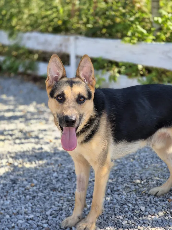 Oddam psa, Skierniewice, 3 września 2025 (3/3)