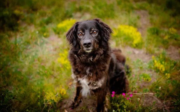 Oddam psa, Łowicz, Korabka, 3 września 2025 (1/5)