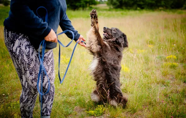Oddam psa, Łowicz, Korabka, 3 września 2025 (2/5)