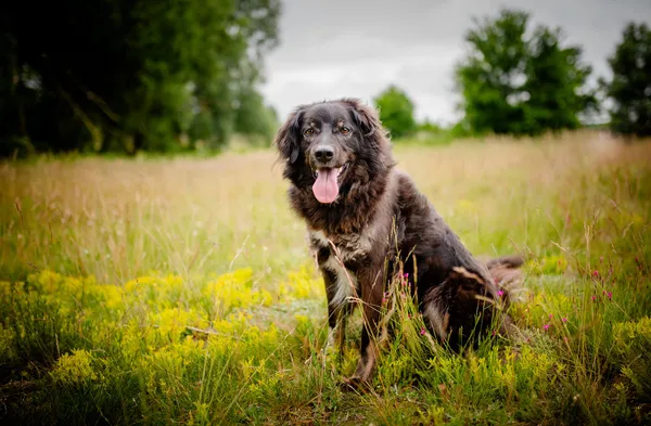 Oddam psa, Łowicz, Korabka, 3 września 2025 (5/5)