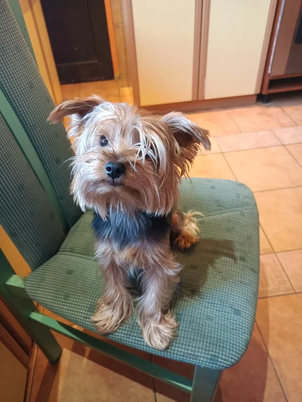 Zaginął pies, Łódź, 3 września 2025