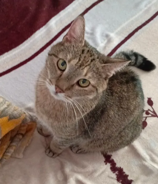 Zaginął kot, Łódź, 2 września 2025