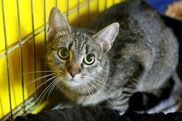 Kot do adopcji, Wałbrzych, 16 sierpnia 2025