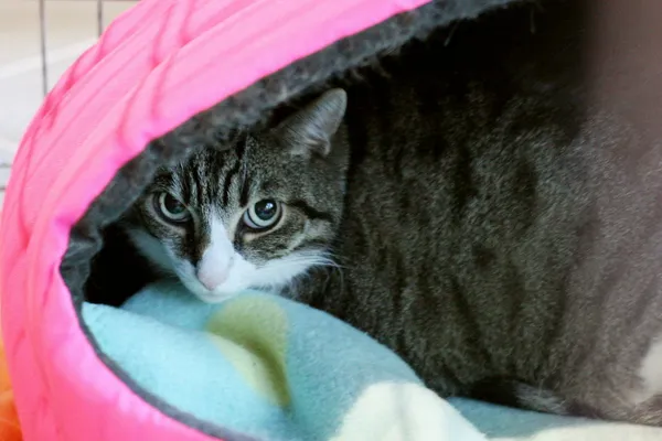 Znaleziono kota, Wałbrzych, 23 sierpnia 2025