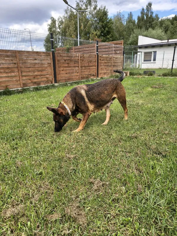 Znaleziono psa, Chojnice, 3 września 2025 (5/5)