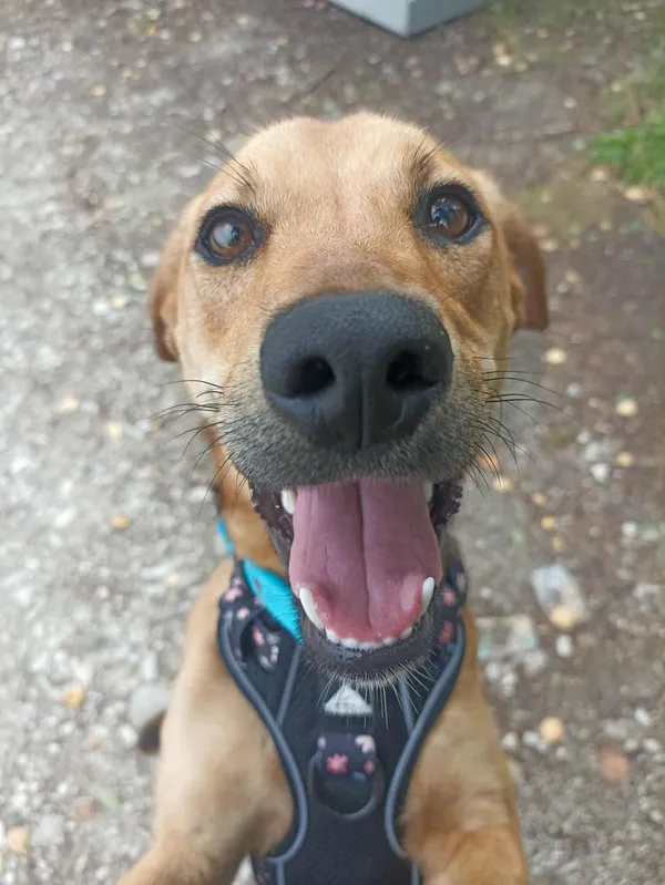 Znaleziono psa, Chojnice, 3 września 2025 (3/5)