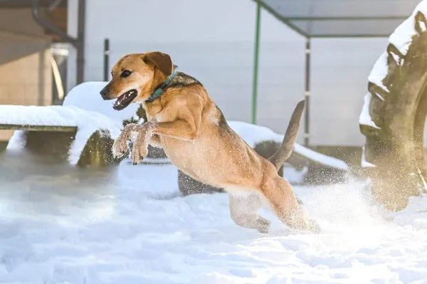 Znaleziono psa, Chojnice, 3 września 2025 (4/5)