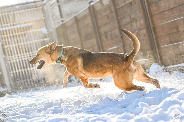 Znaleziono psa, Chojnice, 3 września 2025 (5/5)