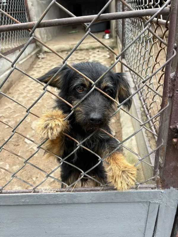 Pies do adopcji, Milanówek, 10 września 2025 (1/5)