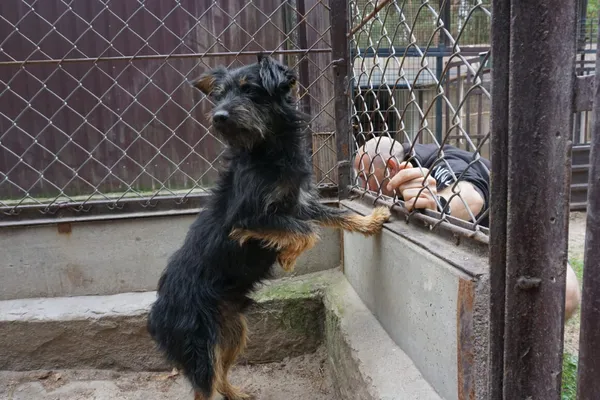 Pies do adopcji, Milanówek, 10 września 2025 (4/5)