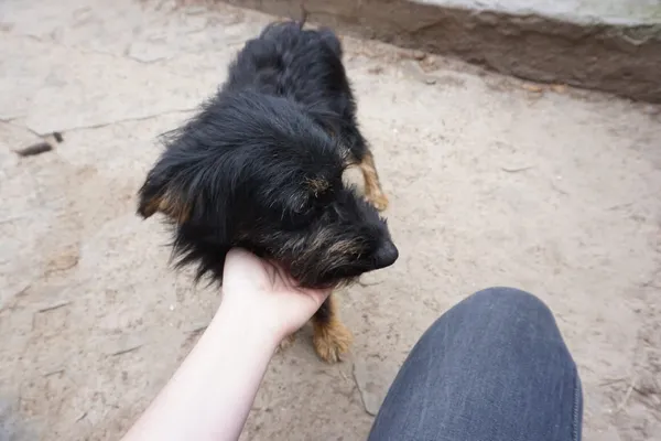 Pies do adopcji, Milanówek, 10 września 2025 (5/5)