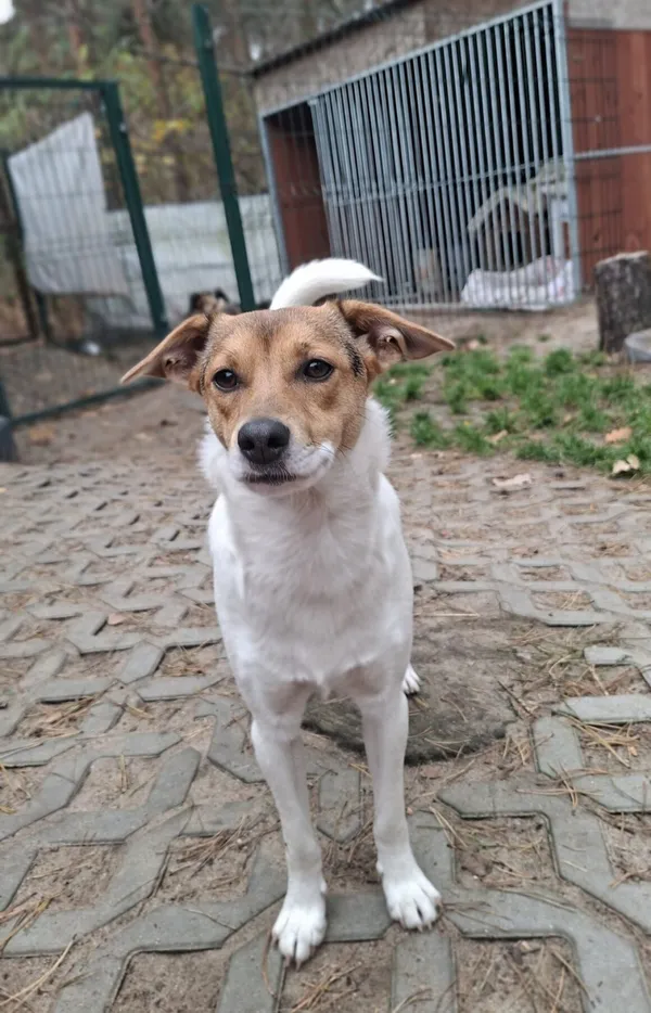 Pies do adopcji, Milanówek, 3 listopada 2025 (1/5)