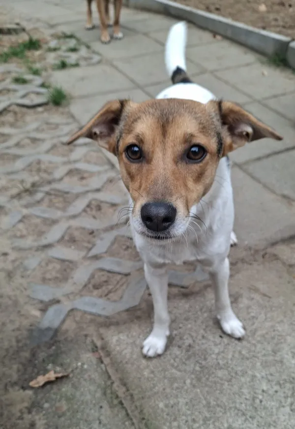 Pies do adopcji, Milanówek, 21 grudnia 2025 (2/5)