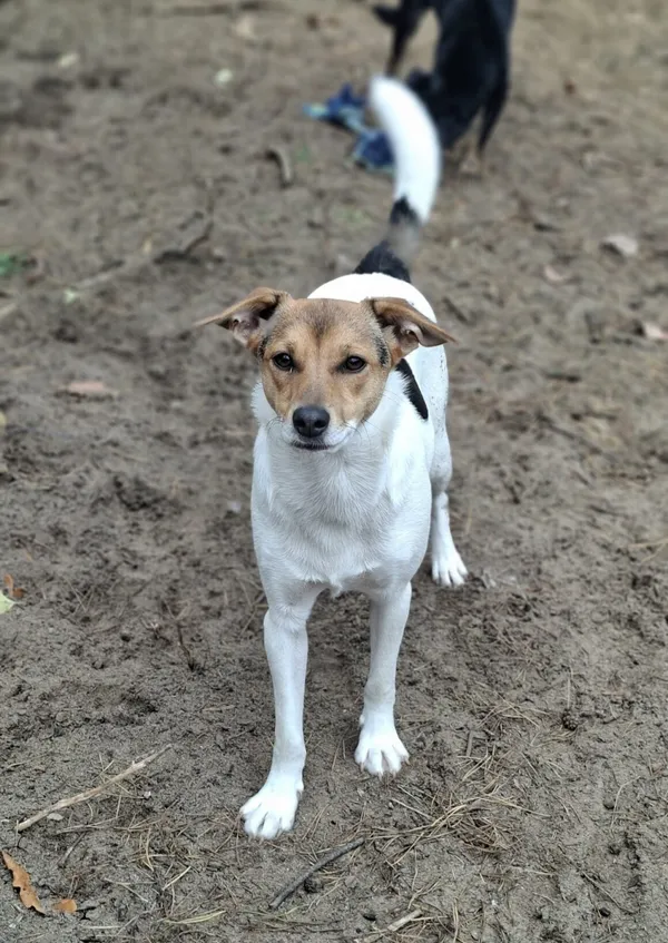 Pies do adopcji, Milanówek, 21 grudnia 2025 (3/5)