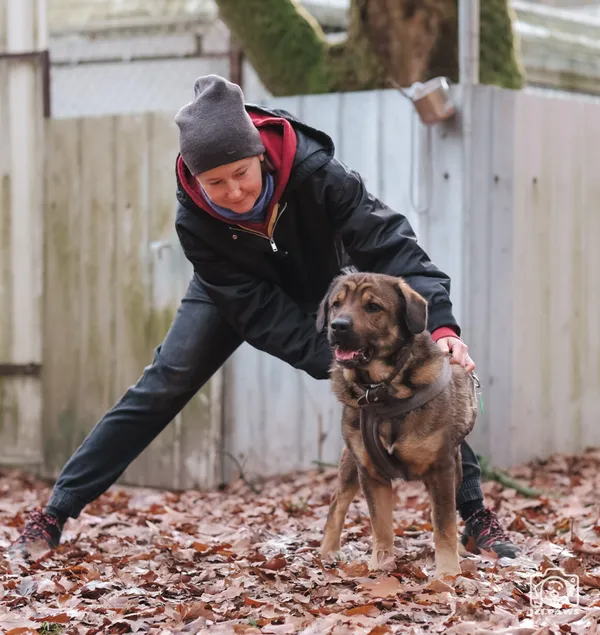 Pies do adopcji, Milanówek, 1 grudnia 2025 (5/5)
