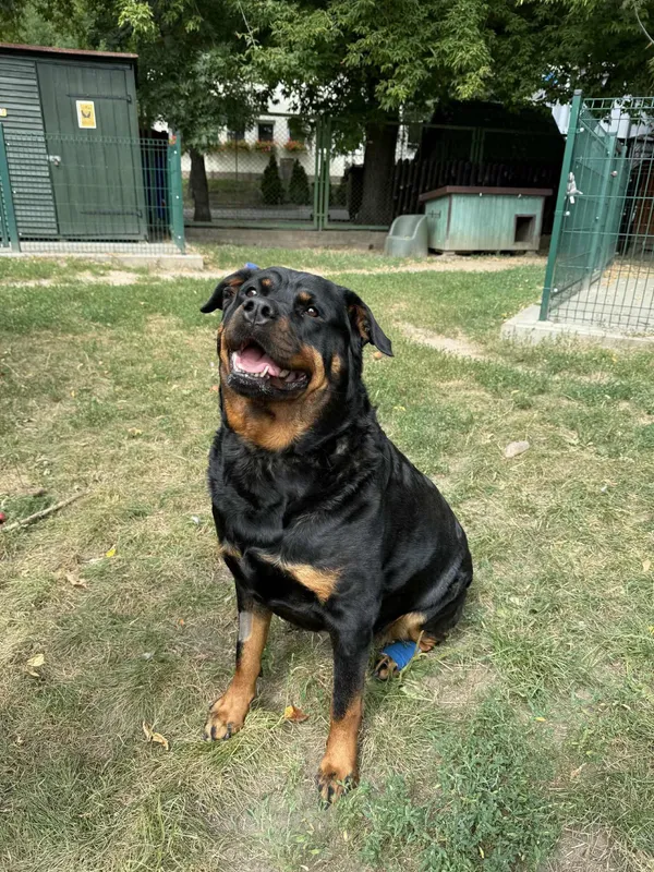 Pies do adopcji, Bydgoszcz, 3 września 2025 (1/4)