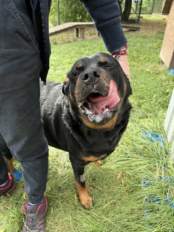 Pies do adopcji, Bydgoszcz, 3 września 2025 (2/4)