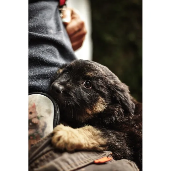 Znaleziono psa, Białystok, 13 sierpnia 2025 (3/5)