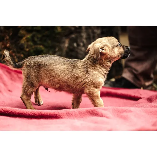 Znaleziono psa, Białystok, 13 sierpnia 2025 (2/5)