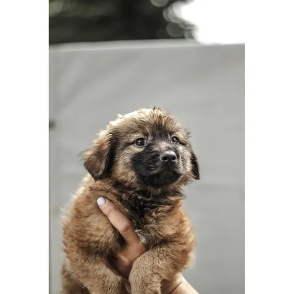 Znaleziono psa, Białystok, 13 sierpnia 2025 (1/5)