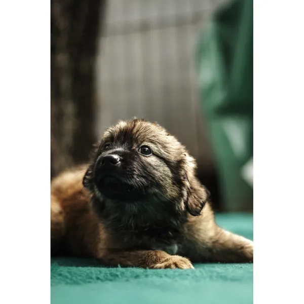 Znaleziono psa, Białystok, 13 sierpnia 2025 (2/5)