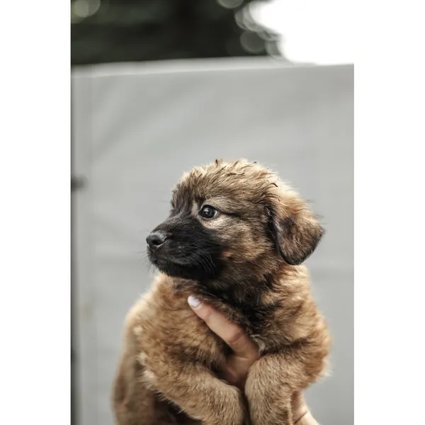 Znaleziono psa, Białystok, 13 sierpnia 2025 (5/5)