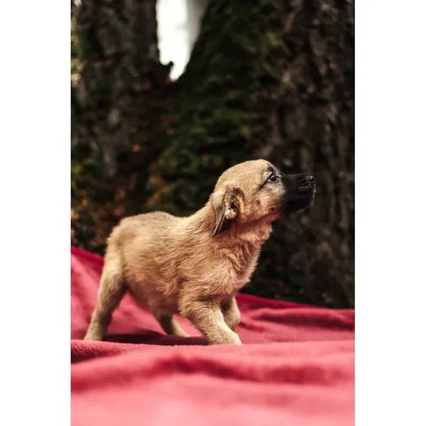 Znaleziono psa, Białystok, 13 sierpnia 2025 (1/5)