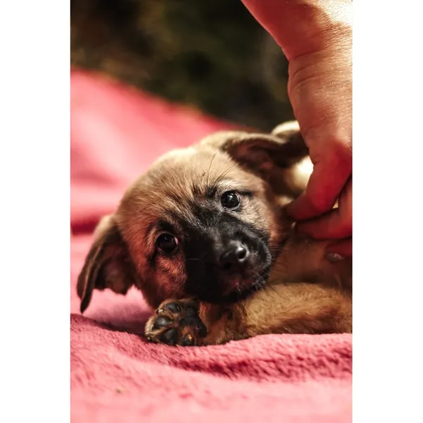 Znaleziono psa, Białystok, 13 sierpnia 2025 (2/5)