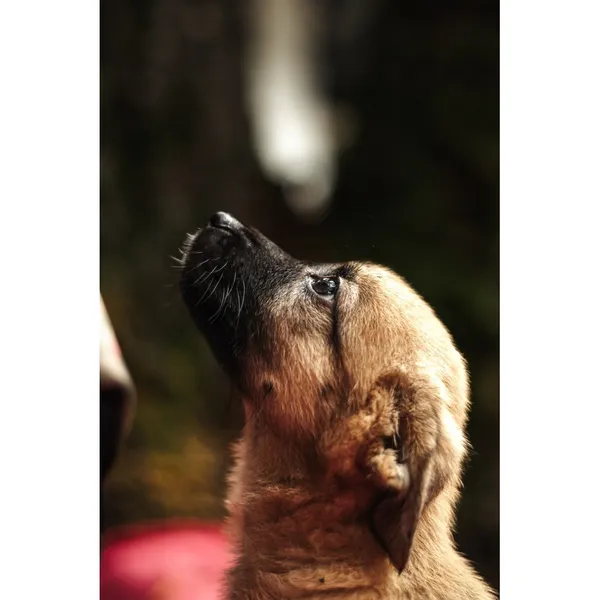 Znaleziono psa, Białystok, 13 sierpnia 2025 (3/5)