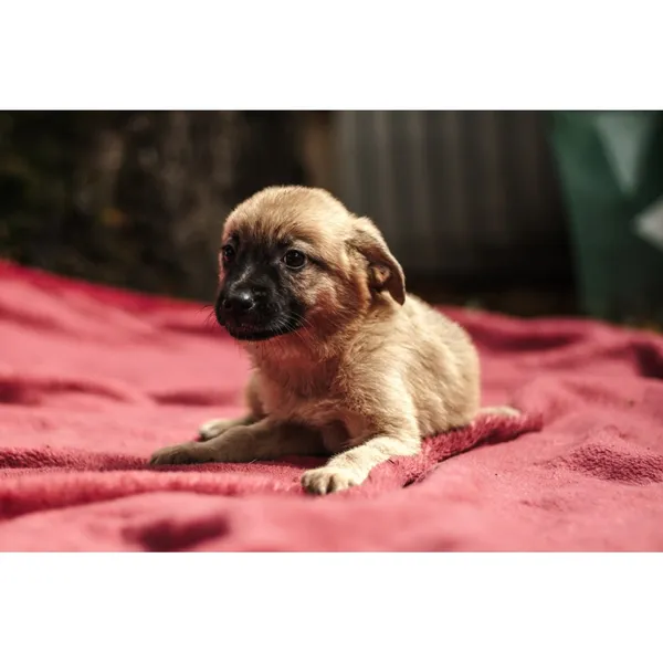 Znaleziono psa, Białystok, 13 sierpnia 2025 (5/5)