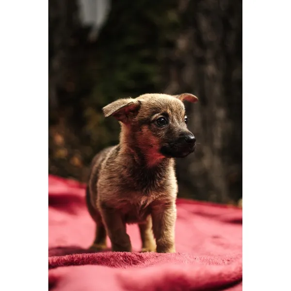 Znaleziono psa, Białystok, 13 sierpnia 2025 (1/5)