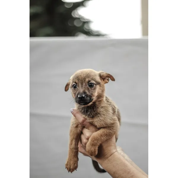 Znaleziono psa, Białystok, 13 sierpnia 2025 (3/5)