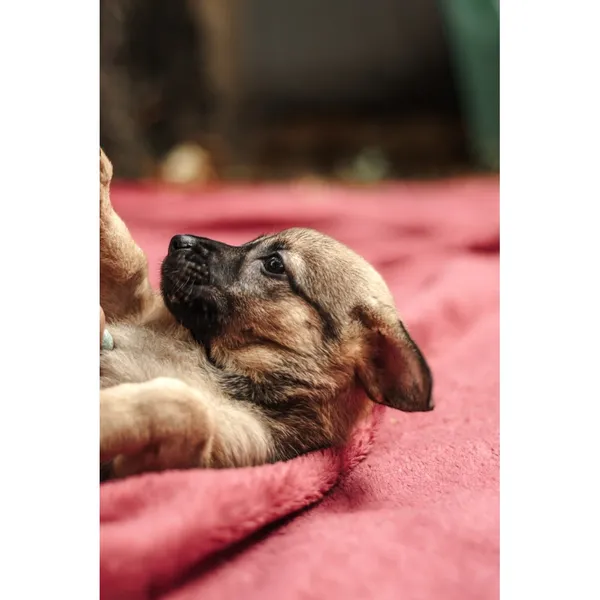 Znaleziono psa, Białystok, 13 sierpnia 2025 (2/5)