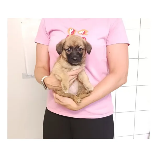 Znaleziono psa, Białystok, 13 sierpnia 2025 (5/5)