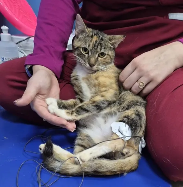 Kot do adopcji, Radom, 8 października 2025