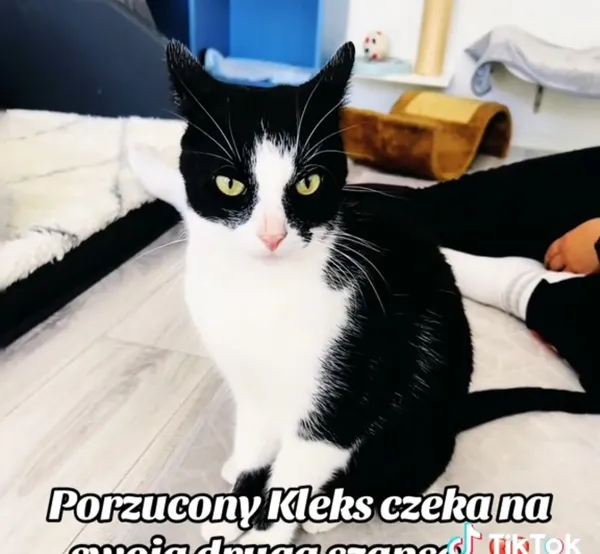 Kot do adopcji, Radom, 8 października 2025