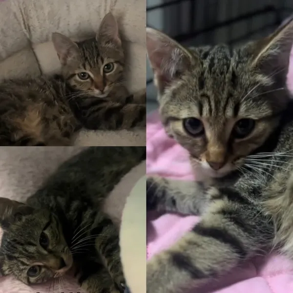 Kot do adopcji, Radom, 3 września 2025